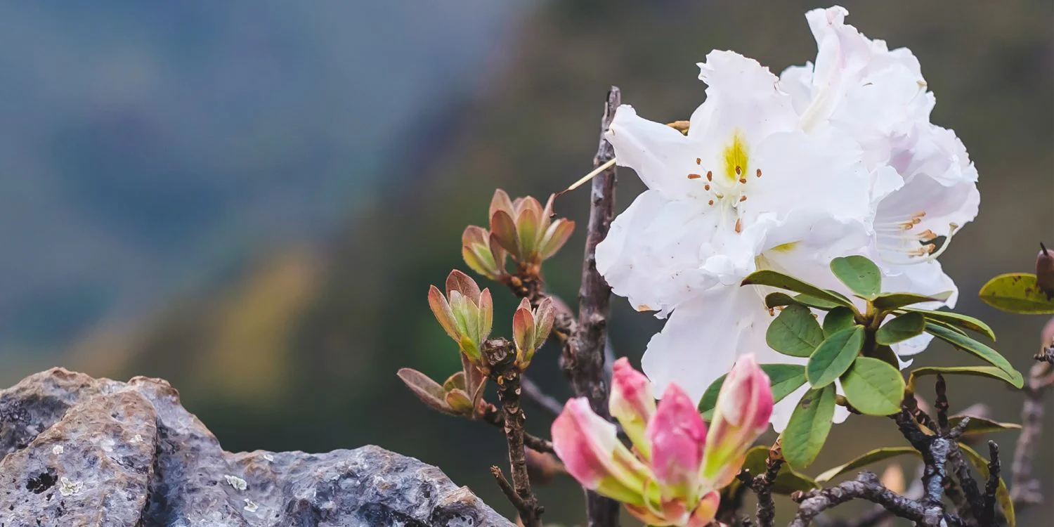 azalea-flowers-in-chiang-dao