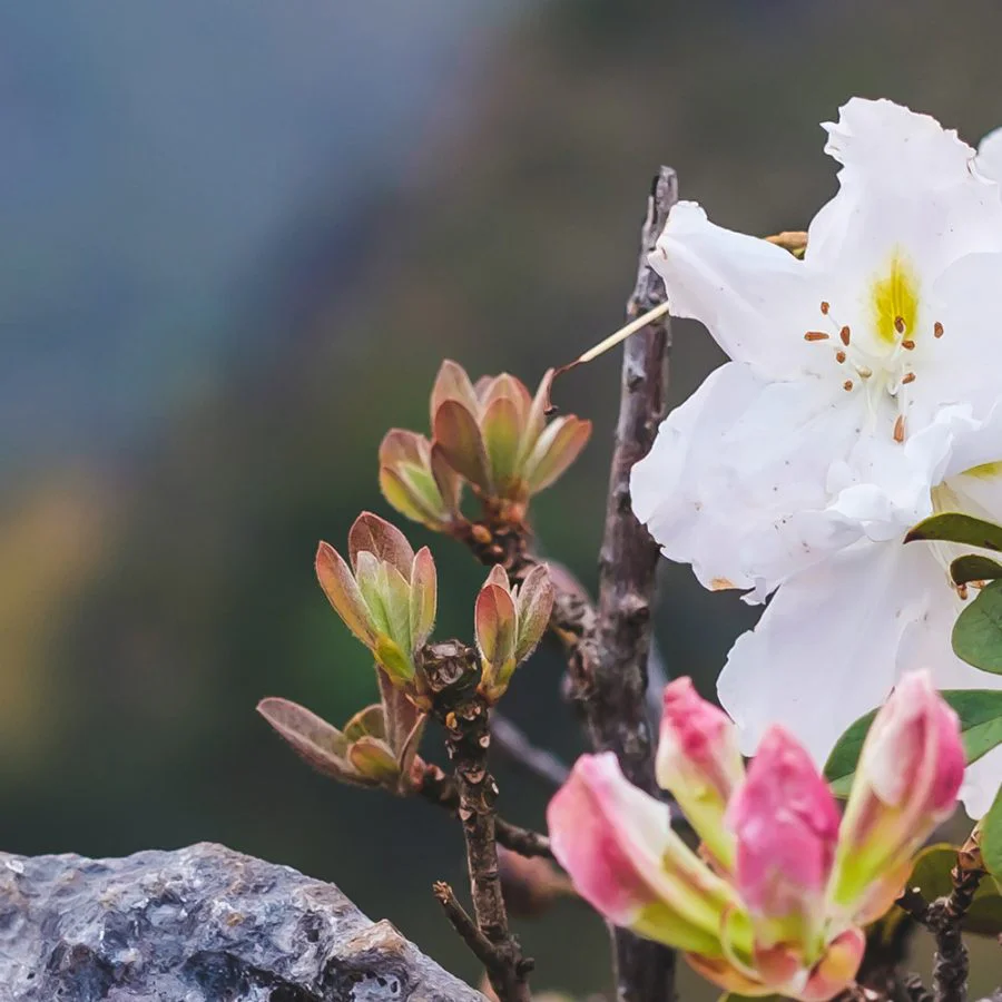 azalea-flowers-in-chiang-dao