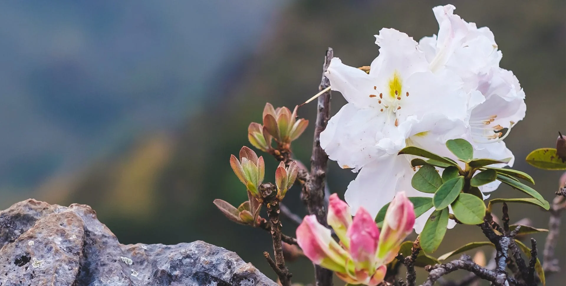 azalea-flowers-in-chiang-dao
